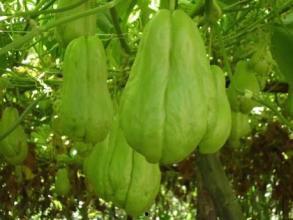 佛手瓜叶怎样吃,探索绿色营养新境界